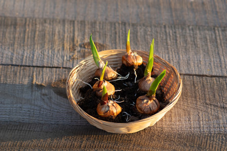 A wicker basket containing sprouted gladiolus bulbs ready for planting, placed on a rustic wooden table. Copy space. Close up.の写真素材