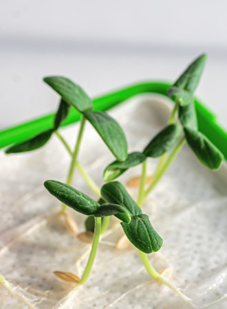 Close-up of green cucumber seedlings grown from seeds, prepared for transplanting. Vertical crop.の写真素材