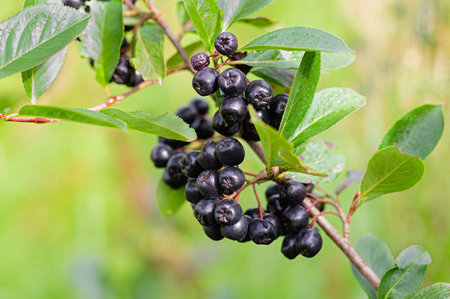 Bunches of Berries Aronia melanocarpa or black chokeberry on a bush. Close up.の写真素材
