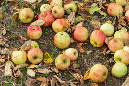 Ripe apples are scattered on the ground among fallen leaves. Close up.の写真素材