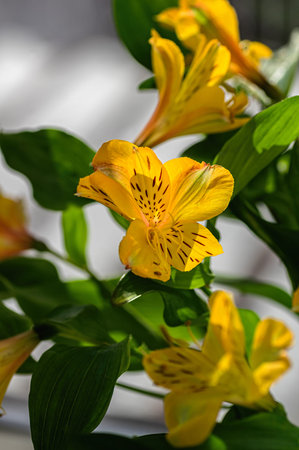 Yellow alstroemeria flowers close up. Vertical crop.の写真素材
