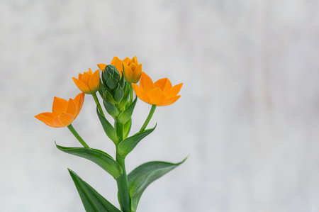 Ornithogalum dubium or star of Bethlehem closeup. Copy space.の写真素材