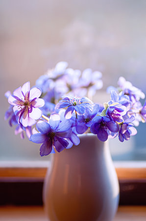 Bouquet of hepatica nobilis flowers in a white ceramic vase. Close up. Vertical crop.の写真素材