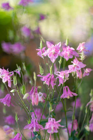 Pink aquilegia flowers bloom gracefully in a lush garden. Vertical crop.の写真素材