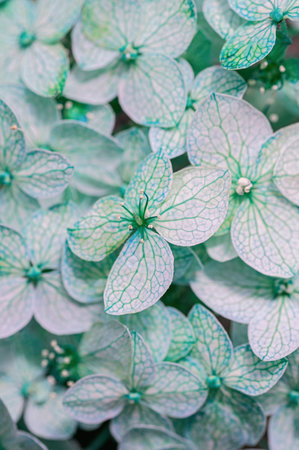 Close-up view of intricately textured green and white flower petals, showing detailed patterns and...
