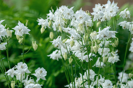 White columbine flowers in full bloom, surrounded by lush green foliage.の写真素材