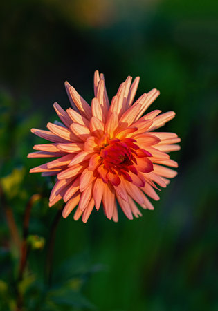 Close-up of a blooming pink dahlia. Vertical crop.の写真素材
