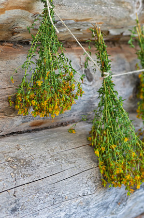 Bundles of dried St. John's wort (Hypericum) with yellow flowers and green stems hanging on a rustic wooden wall. The image highlights natural textures, herbal remedies, and traditional drying techniques.の写真素材
