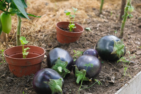 Fresh eggplants resting on garden soil surrounded by potted seedlings and green plants. Perfect for...