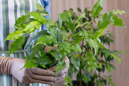 Close-up of a gardener wearing gloves and a striped apron, holding vibrant green ficus branches. A...