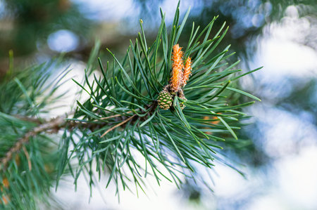 Macro closeup of a pine branch with fresh green needles and young cone in spring. Natural...