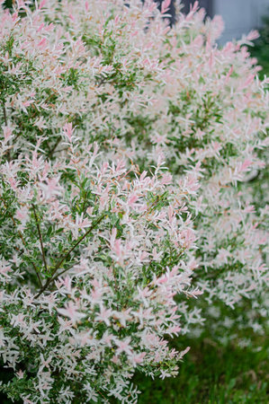 Decorative hakuro nishiki willow bush with variegated pink and white leaves in a green garden....