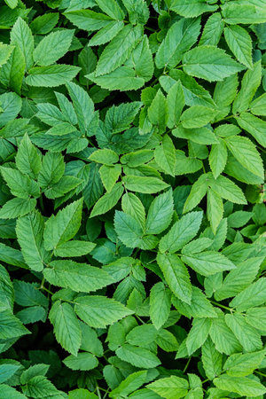 Ground elder leaves (Aegopodium podagraria) create a dense green carpet, forming a natural textured...