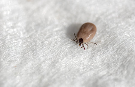 Macro closeup of an engaged tick on a white textured background. The parasite insect is a carrier of...