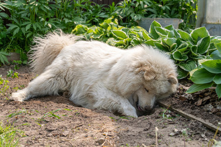 A fluffy white Samoyed dog enthusiastically digs a hole in loose garden soil near lush green hosta plants. The playful pet creates a lively outdoor scene, perfect for gardening, pet, and nature themes.の写真素材