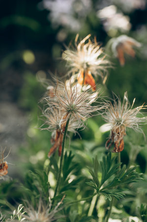 Soft, feathery pulsatilla seedheads with dried petals gently sway in the spring garden sunlight. The delicate textures and natural green background create a dreamy, peaceful botanical scene.の写真素材