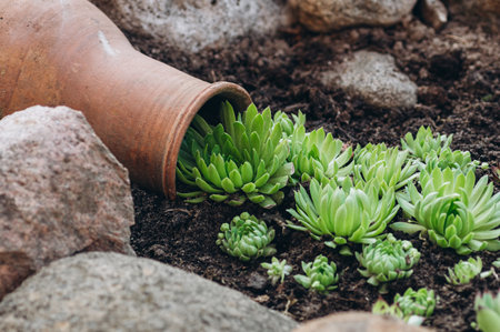 Nestled among natural stones, a clay pot overflows with succulent plants, creating the effect of a living spill that enhances the rustic charm of the rock garden setting.の写真素材