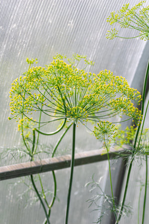 Close-up of dill flower with delicate yellow umbels growing in a greenhouse. Ideal for herbal,...