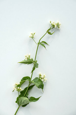 Close-up of vincetoxicum hirundinaria (white swallow-wort) with delicate white flowers and green...