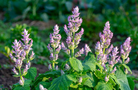 Field of blooming clary sage under natural sunlight, highlighting its role in alternative medicine, aromatherapy, and cosmetic applications.の写真素材