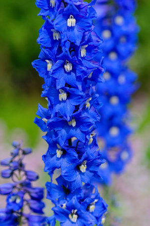 Closeup of a vibrant blue delphinium flower spike in full bloom, showing delicate petals and natural texture.