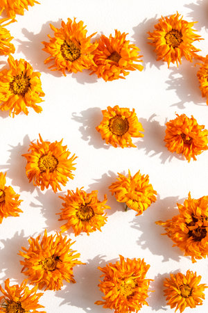 Dried calendula flowers with vibrant orange and yellow petals arranged in a pattern on white background with shadows. Perfect for herbal, phytotherapy, and natural wellness themes.の写真素材