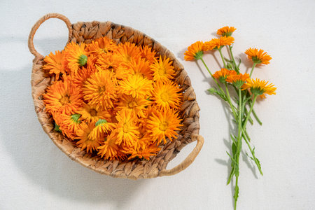 Herbal organic blossom ideal for natural medicine, skincare, health, floral, and alternative remedy concepts.の写真素材