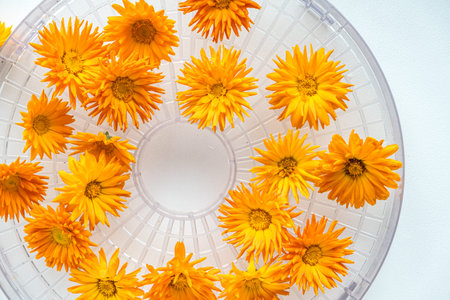 Bright orange calendula flowers and petals arranged on a transparent tray for drying.の写真素材