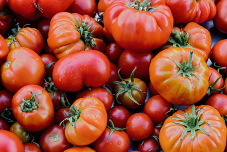 Closeup of various vibrant red and orange tomatoes with green stems