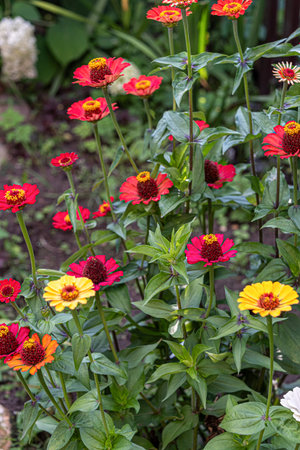 Colorful zinnia flowers blooming in the summer garden. Vibrant petals of red, yellow, orange, and...