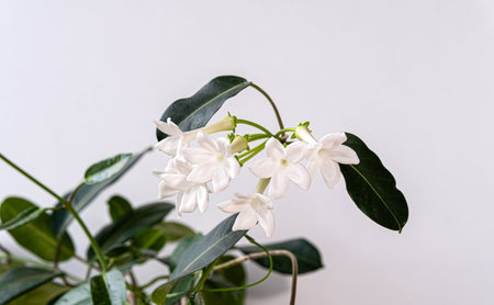 Stephanotis vine with delicate white flowers blooming indoors. Lush green leaves, minimalist style,...