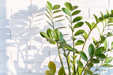 Zamioculcas houseplant with glossy green leaves casting shadow on white wall in natural sunlight....