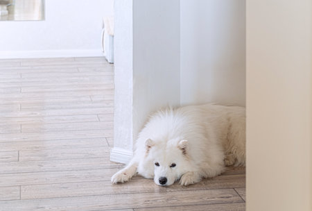 Samoyed dog lies on wooden floor in cozy home interior. Fluffy white spitz breed, calm pet, relaxing indoors, peaceful lifestyle, loving family, companionship, minimalist light room.の写真素材