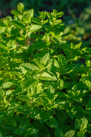 Fresh green mint leaves growing in sunny garden. Vibrant herb foliage, organic culinary plant,...