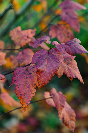 Ninebark (Physocarpus) shrub branches in October with mottled orange and purple autumn leaves....