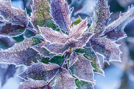 Closeup of Mahonia aquifolium (Oregon grape) leaf covered in sparkling frost. Winter nature concept, frozen surface texture, evergreen botanical detail, natural decor, seasonal garden beauty.の写真素材