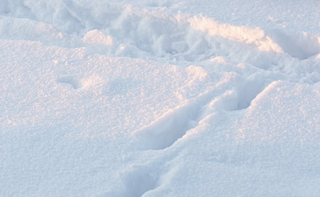 Trail of footprints forms a walking path through deep snow in winter garden, illuminated by morning light. Outdoor landscape, frosty texture, tranquil scene for journey, passage, or nature concept.の写真素材