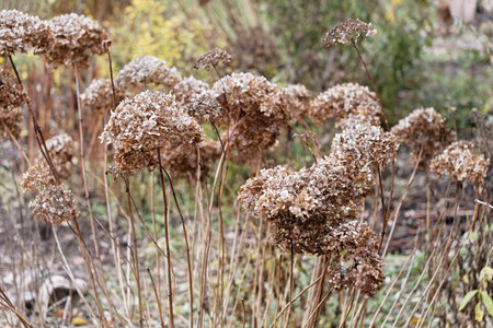 Clusters of dried hydrangea flowers in a garden during autumn. Perfect for concepts of nature,...