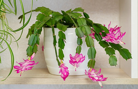 Schlumbergera (christmas cactus) with bright pink blooms in a white pot, popular as a Christmas gift. Ideal for houseplant, holiday, botanical, and interior decor concepts.の写真素材