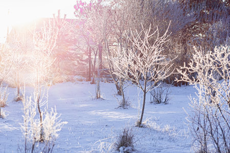 Winter sunlight illuminating a rural orchard with frosty branches, tranquil landscape awaiting new growth and gardening work.の写真素材