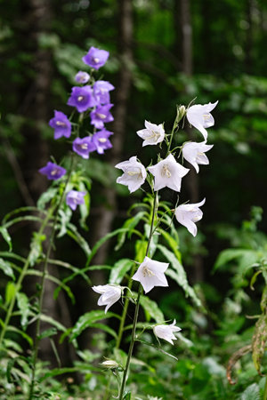 Vertical closeup of blooming white and purple bellflowers (campanula), wildflowers with dew drops in green summer forest, natural flora, nature, meadow, scenic outdoor.の写真素材