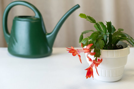 Bright orange schlumbergera (christmas cactus) blooming in white pot, home interior table, green watering can, seasonal holiday flower, indoor plantcare and decoration.の写真素材