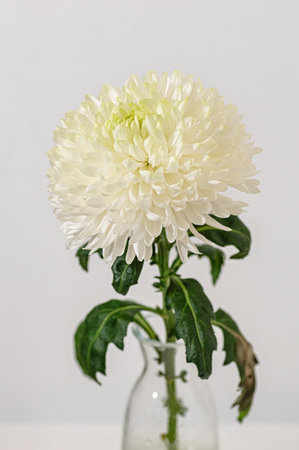 Fresh white chrysanthemum flower with lush petals displayed in a clear glass vase. Perfect for floral decor, wedding, minimal interior, and botanical still life themes.の写真素材