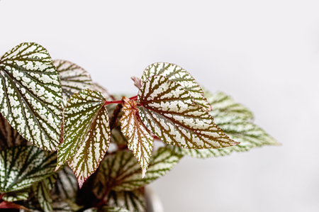 Close-up of Begonia rex, an ornamental houseplant with silver patterned leaves and red stems. The striking foliage makes it a perfect choice for plant hobbyists.の写真素材