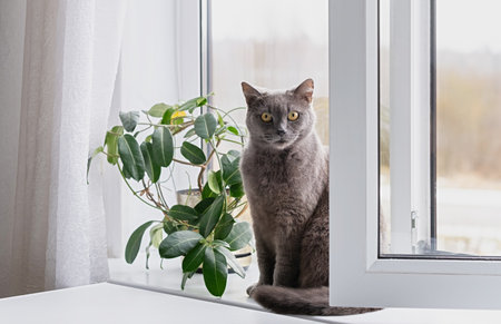 A gray cat sits on a white windowsill next to a plant, looking at camera in a cozy home modern.の写真素材