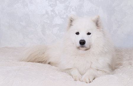 Fluffy white samoyed dog resting on soft bed against light textured wall, symbolizing cozy home atmosphere, friendship, loyalty and comfortable pet lifestyle.の写真素材