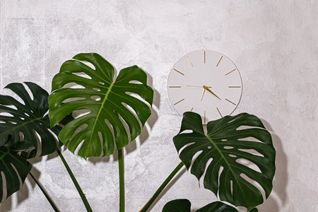 Green monstera leaves in front of light textured wall with round minimalist clock, creating modern tropical home interior decor and cozy living atmosphere.の写真素材