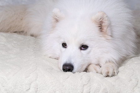 Fluffy white samoyed dog resting on cozy bed with slightly red irritated eyes, which may indicate allergy, fatigue, dry air or conjunctivitis.の写真素材