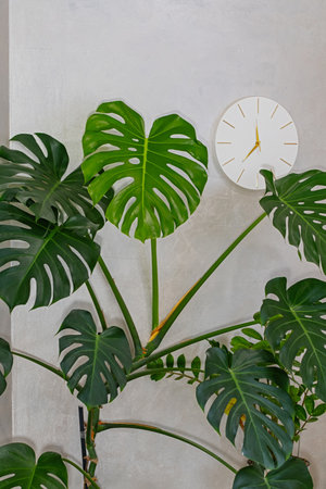 Large green monstera leaves filling the frame with a minimal white wall clock in the background, creating fresh modern home interior decor with natural greenery and time concept.の写真素材