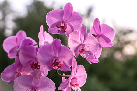 Vibrant pink phalaenopsis orchid in full bloom outdoors, close up of tropical flower branch with...
